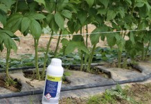 Biostymulator wzrostu i rozwoju systemu korzeniowego