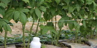 Biostymulator wzrostu i rozwoju systemu korzeniowego