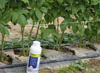 Biostymulator wzrostu i rozwoju systemu korzeniowego