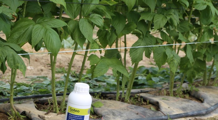 Biostymulator wzrostu i rozwoju systemu korzeniowego