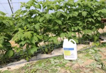 Pirymetanil do zwalczania szarej pleśni w malinach