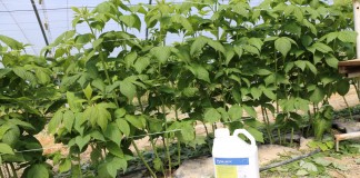 Pirymetanil do zwalczania szarej pleśni w malinach