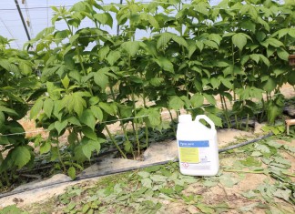 Pirymetanil do zwalczania szarej pleśni w malinach