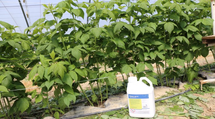 Pirymetanil do zwalczania szarej pleśni w malinach