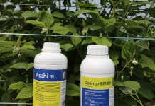 Produkty wpływające na poprawę zawiązania i jakość malin