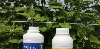 Produkty wpływające na poprawę zawiązania i jakość malin