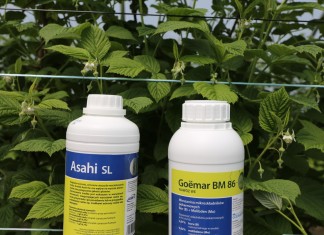 Produkty wpływające na poprawę zawiązania i jakość malin