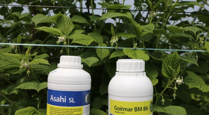 Produkty wpływające na poprawę zawiązania i jakość malin