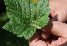 Zwalczanie chorób i szkodników na plantacjach czarnej porzeczki – po zawiązaniu owoców