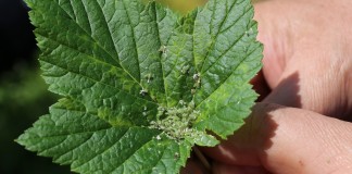 Zwalczanie chorób i szkodników na plantacjach czarnej porzeczki – po zawiązaniu owoców