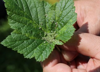 Zwalczanie chorób i szkodników na plantacjach czarnej porzeczki – po zawiązaniu owoców