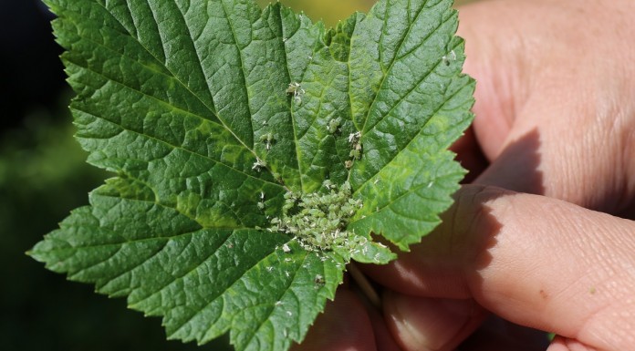 Zwalczanie chorób i szkodników na plantacjach czarnej porzeczki – po zawiązaniu owoców