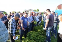 Zalecenia dla malin (cz. I) – regeneracja i nawożenie