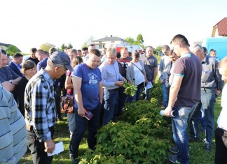 Zalecenia dla malin (cz. I) – regeneracja i nawożenie