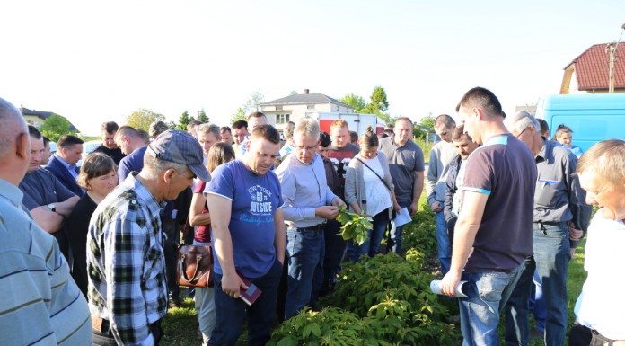 Zalecenia dla malin (cz. I) – regeneracja i nawożenie