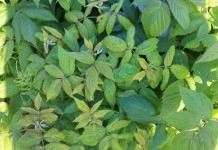 Zwalczanie chorób w malinach – pierwsze zabiegi