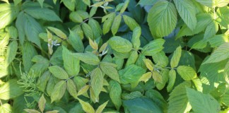 Zwalczanie chorób w malinach – pierwsze zabiegi