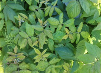 Zwalczanie chorób w malinach – pierwsze zabiegi