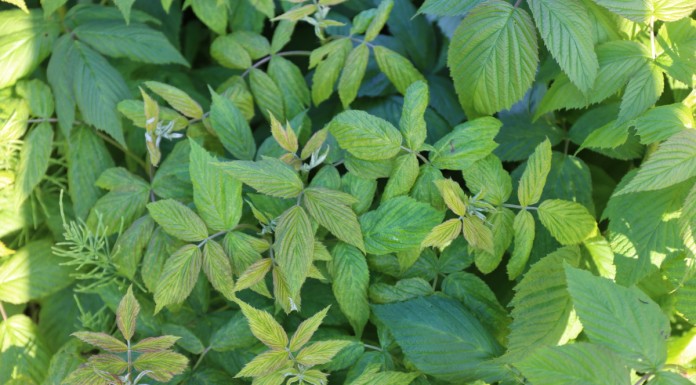 Zwalczanie chorób w malinach – pierwsze zabiegi