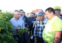 Zalecenia dla malin (cz. II) – ochrona i wirusy