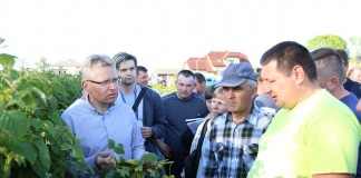 Zalecenia dla malin (cz. II) – ochrona i wirusy