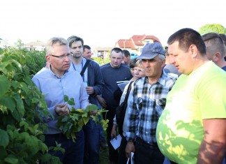 Zalecenia dla malin (cz. II) – ochrona i wirusy