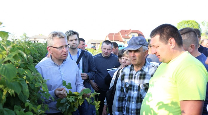Zalecenia dla malin (cz. II) – ochrona i wirusy