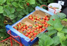 Niemcy zaimportowali mniej truskawek