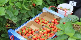 Niemcy zaimportowali mniej truskawek