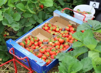 Niemcy zaimportowali mniej truskawek