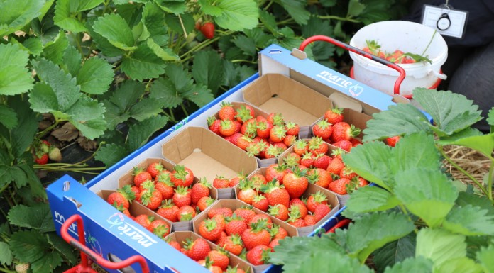 Niemcy zaimportowali mniej truskawek