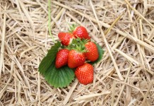 Ceny skupu truskawek niskie, ale będą wyższe