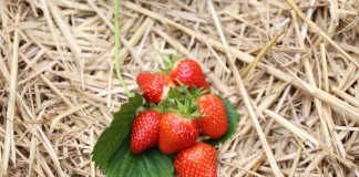 Ceny skupu truskawek niskie, ale będą wyższe