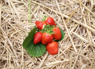 Ceny skupu truskawek niskie, ale będą wyższe