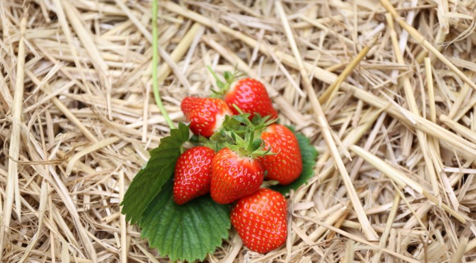 Ceny skupu truskawek niskie, ale będą wyższe
