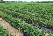 Skuteczne rozwiązania do zwalczania przędziorków i chorób na truskawce