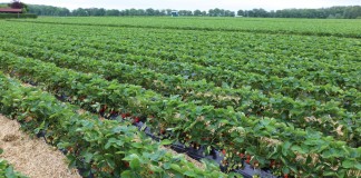 Skuteczne rozwiązania do zwalczania przędziorków i chorób na truskawce