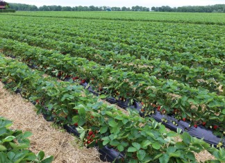 Skuteczne rozwiązania do zwalczania przędziorków i chorób na truskawce