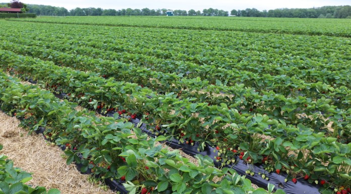 Skuteczne rozwiązania do zwalczania przędziorków i chorób na truskawce