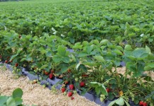 Uprawa truskawek w firmie Böckmann w Niemczech