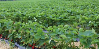 Uprawa truskawek w firmie Böckmann w Niemczech