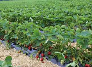 Uprawa truskawek w firmie Böckmann w Niemczech