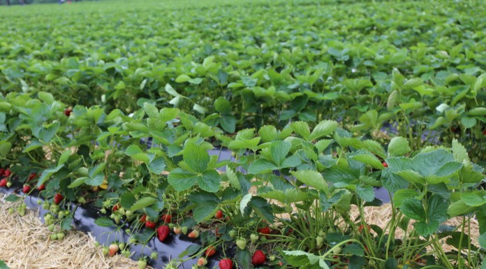 Uprawa truskawek w firmie Böckmann w Niemczech