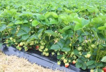 Zdrowy plon truskawki bez pozostałości – jak sprostać wymaganiom rynku