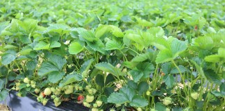 Zdrowy plon truskawki bez pozostałości – jak sprostać wymaganiom rynku