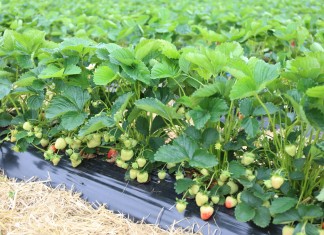 Zdrowy plon truskawki bez pozostałości – jak sprostać wymaganiom rynku