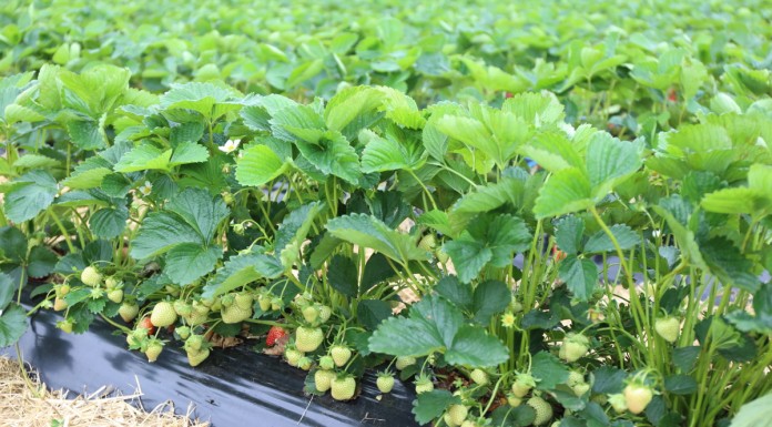 Zdrowy plon truskawki bez pozostałości – jak sprostać wymaganiom rynku