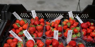 Zalecenia dotyczące uprawy truskawek z oferty Flevo Berry