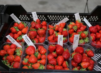Zalecenia dotyczące uprawy truskawek z oferty Flevo Berry