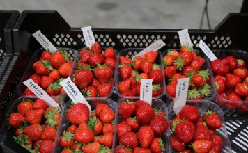 Nowe odmiany truskawek z Flevo Berry w ocenie